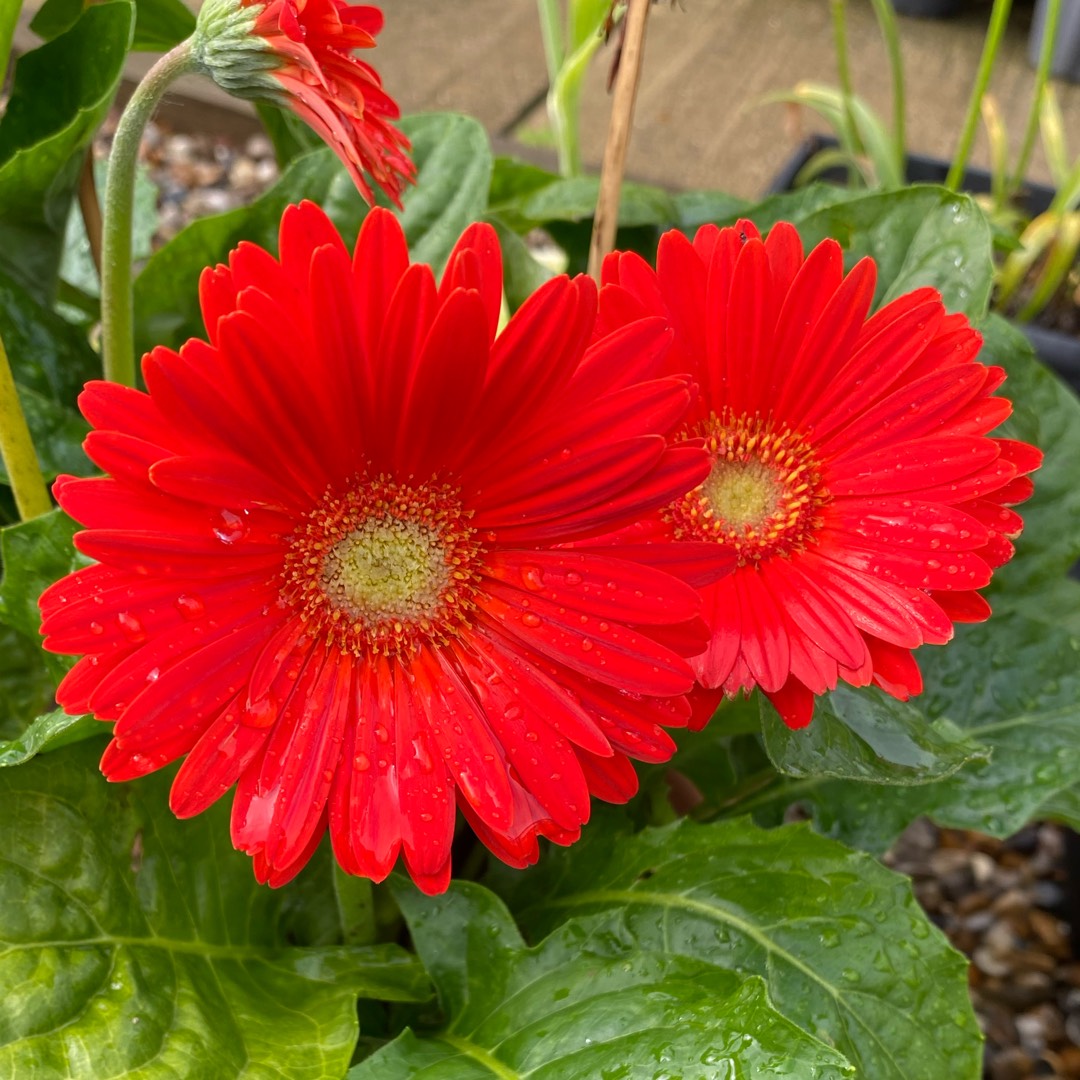 Gerbera Sweet Love in the GardenTags plant encyclopedia