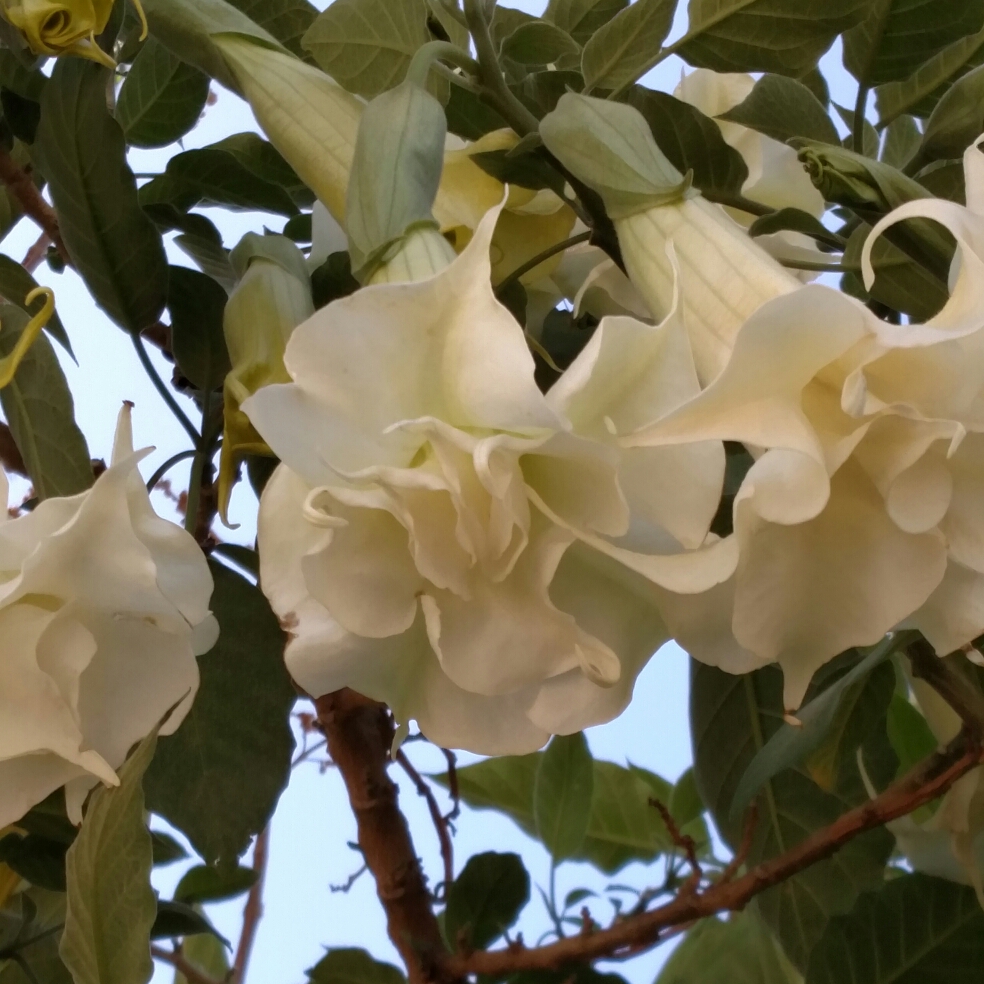 Angels Trumpet Double White in the GardenTags plant encyclopedia