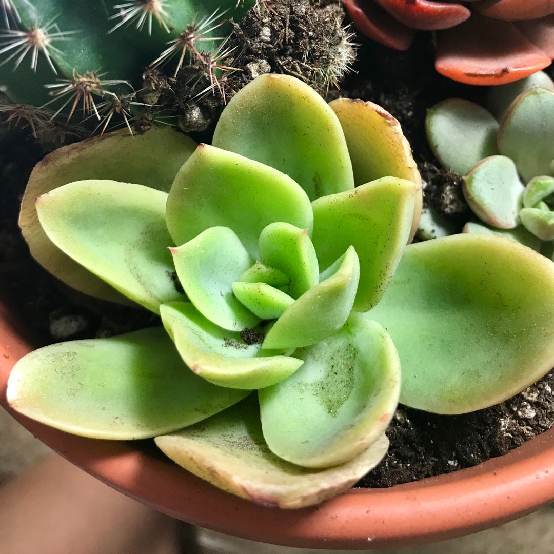 Echeveria Yamatoren in the GardenTags plant encyclopedia