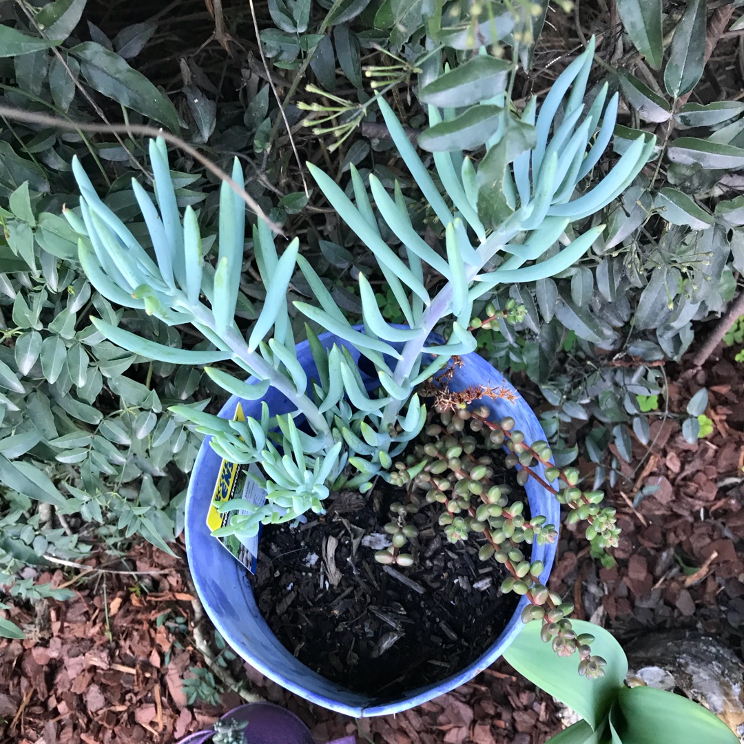 Senecio Nolas Pride in the GardenTags plant encyclopedia