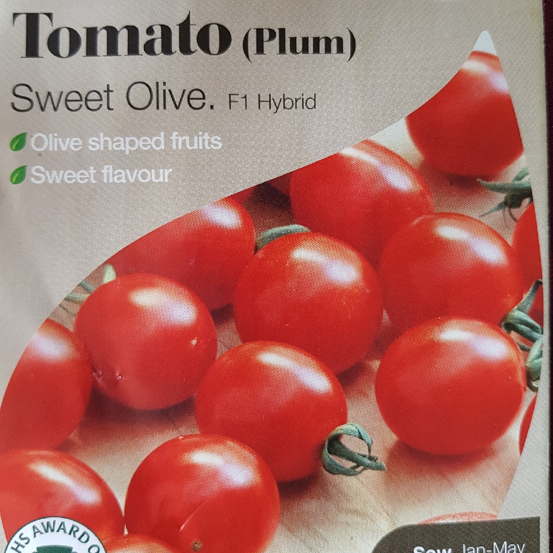 Tomato Sweet Olive F1 (Plum Tomato) in the GardenTags plant encyclopedia