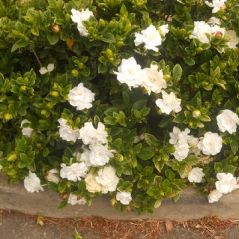 Gardenia jasminoides Magnifica in the GardenTags plant encyclopedia