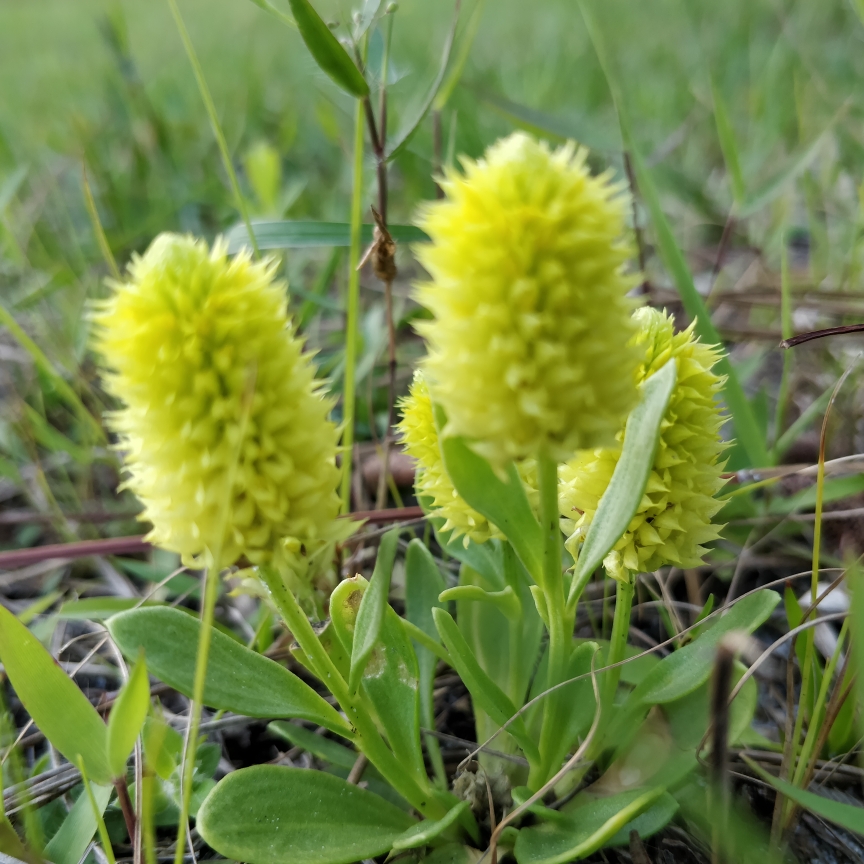 Yellow Milkwort in the GardenTags plant encyclopedia