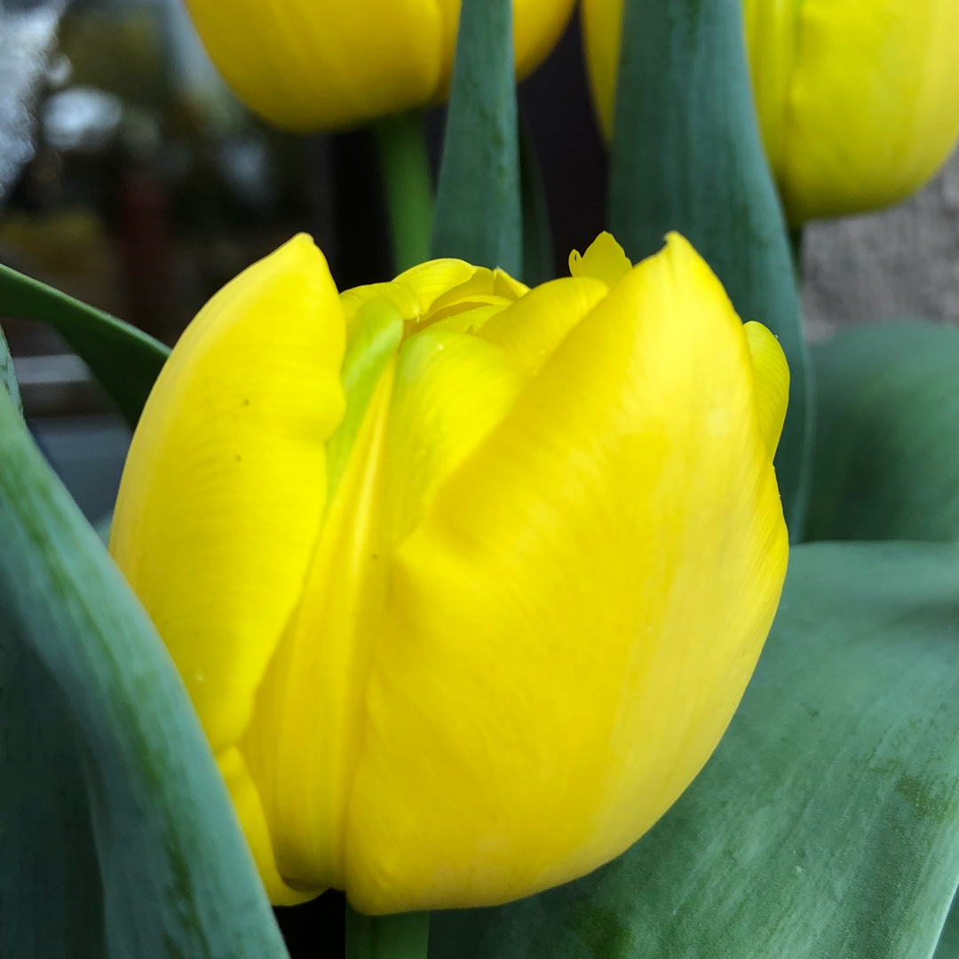 Tulip Yellow Baby (Double Early) in the GardenTags plant encyclopedia