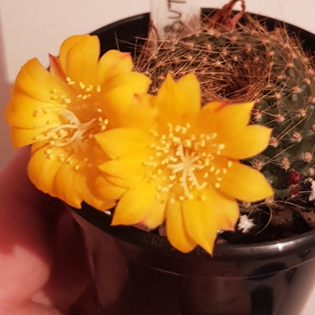 Rebutia Marsoneri in the GardenTags plant encyclopedia