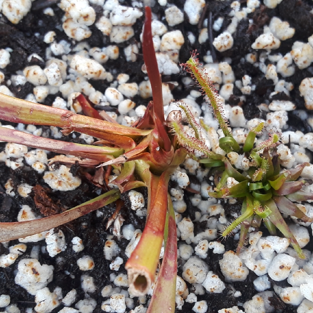 Pitcher Plant Ladybug in the GardenTags plant encyclopedia