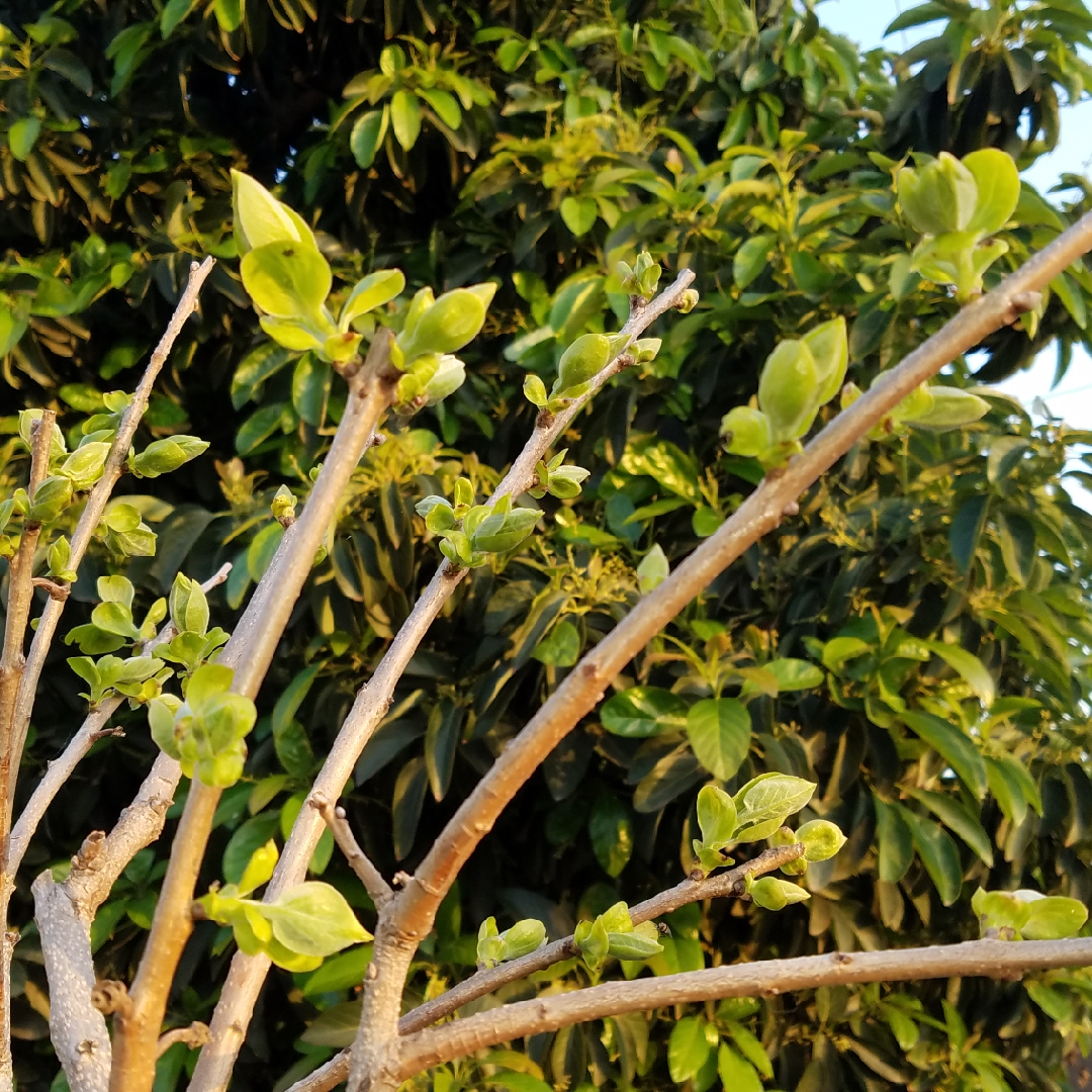 Fuyu Persimmon in the GardenTags plant encyclopedia