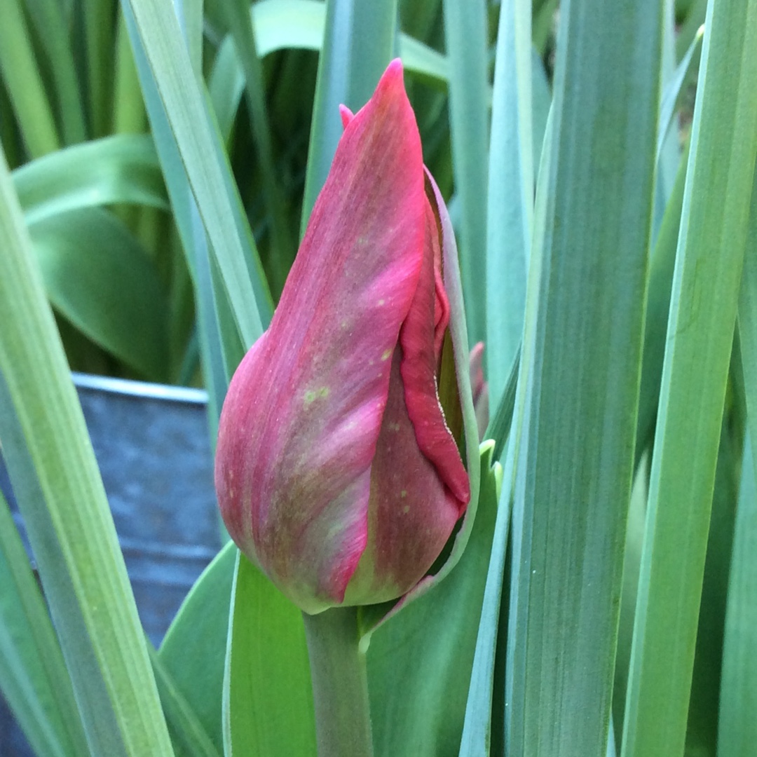 Tulip Pretty Woman (Lily-flowered) in the GardenTags plant encyclopedia