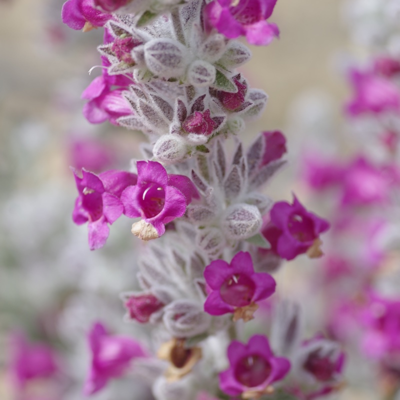 Native Foxglove in the GardenTags plant encyclopedia