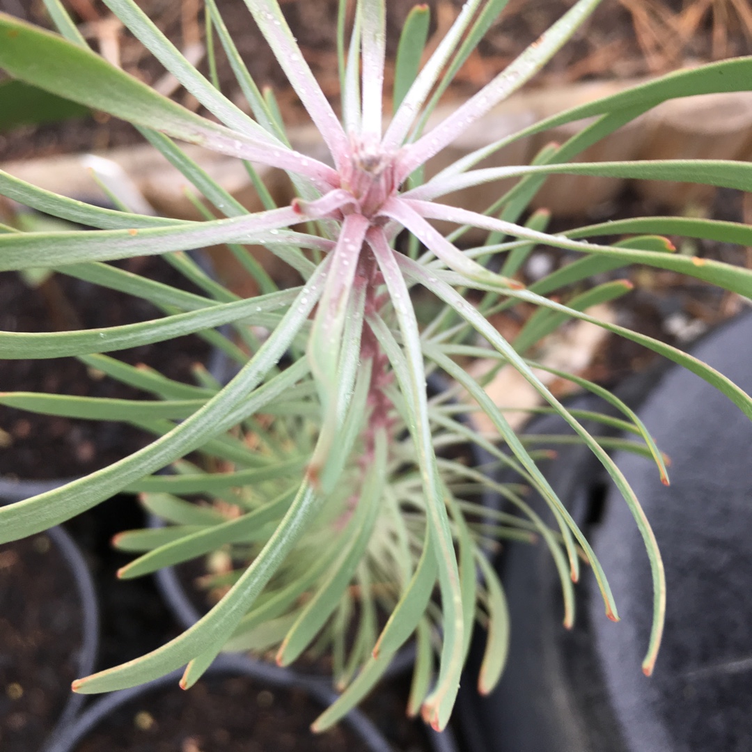 Leucadendron Purple Haze in the GardenTags plant encyclopedia