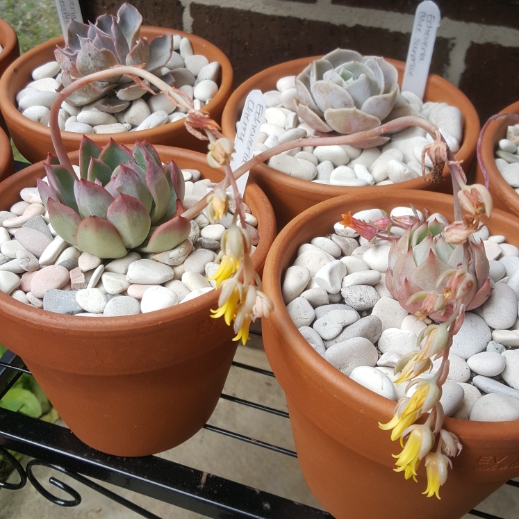 Echeveria Cherry in the GardenTags plant encyclopedia