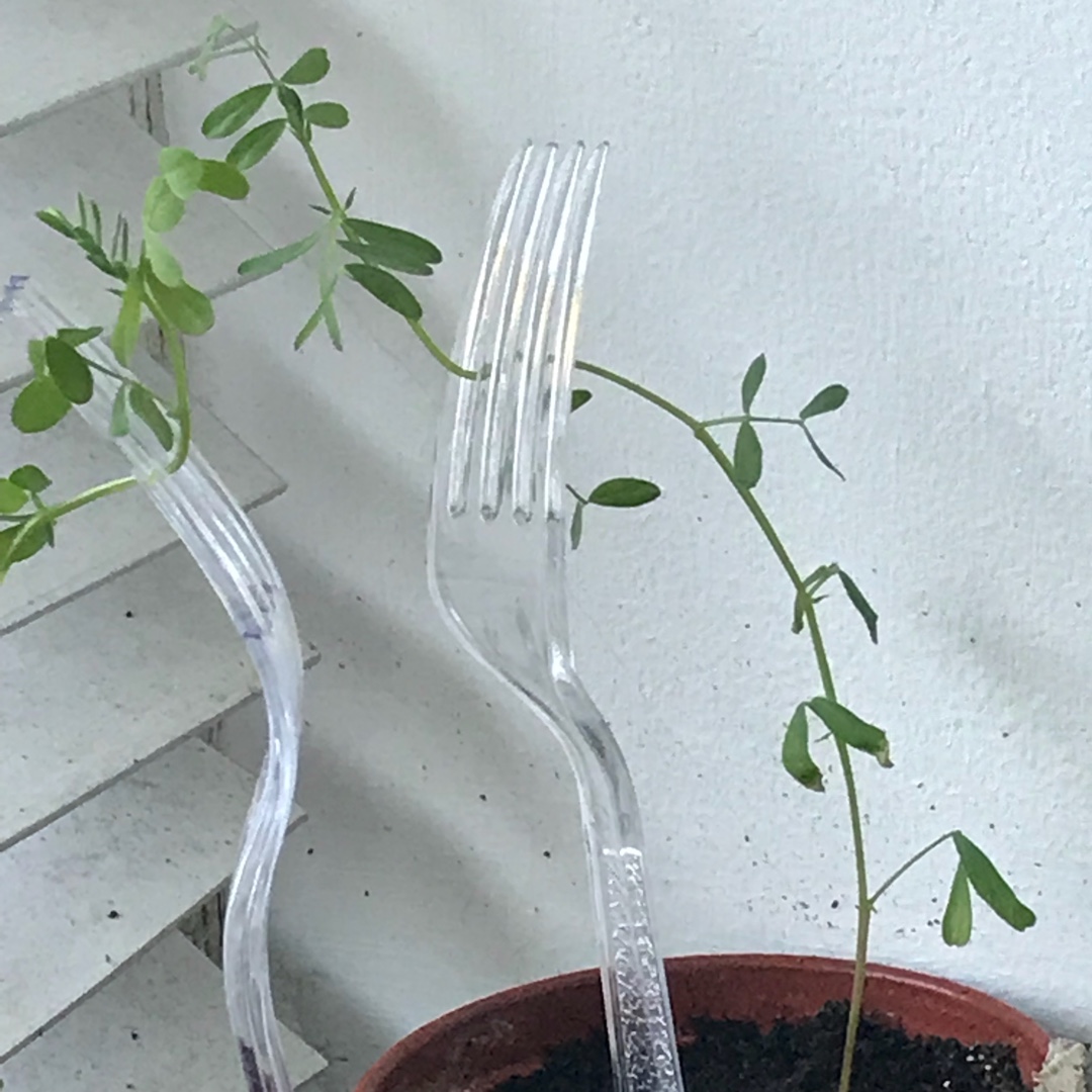 Lentils in the GardenTags plant encyclopedia