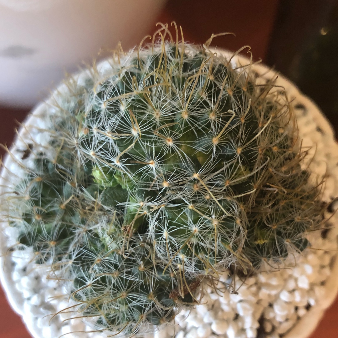 Mammillaria duwei in the GardenTags plant encyclopedia