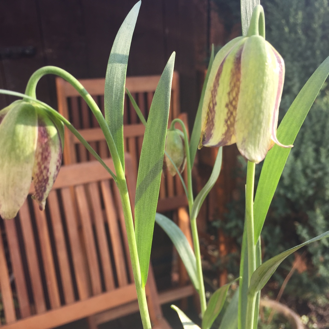 Pontica Fritillary in the GardenTags plant encyclopedia