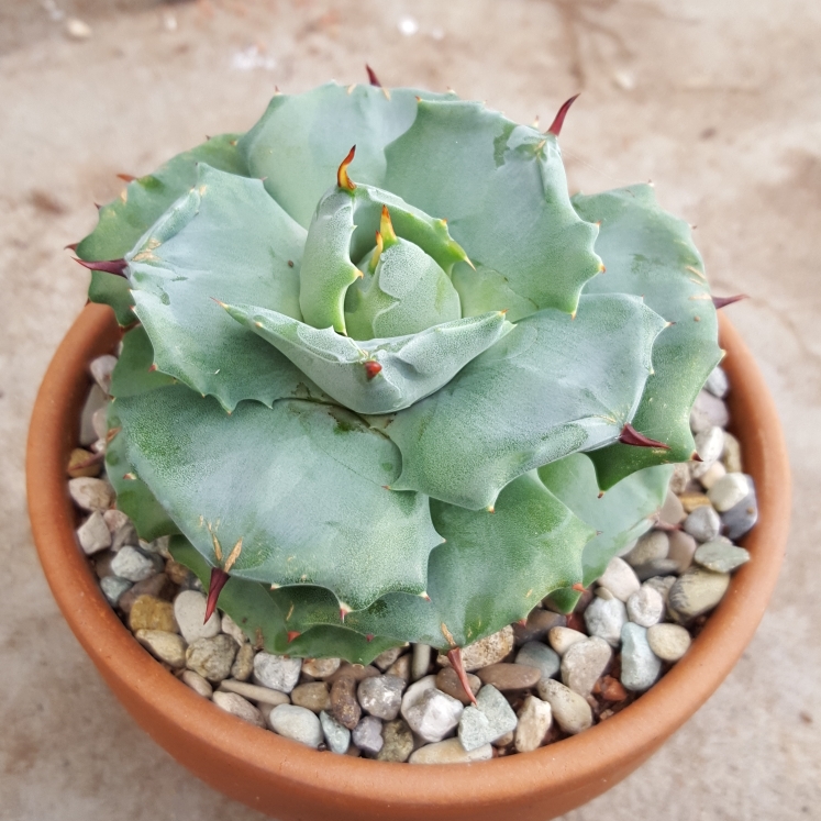 Agave Isthmensis in the GardenTags plant encyclopedia