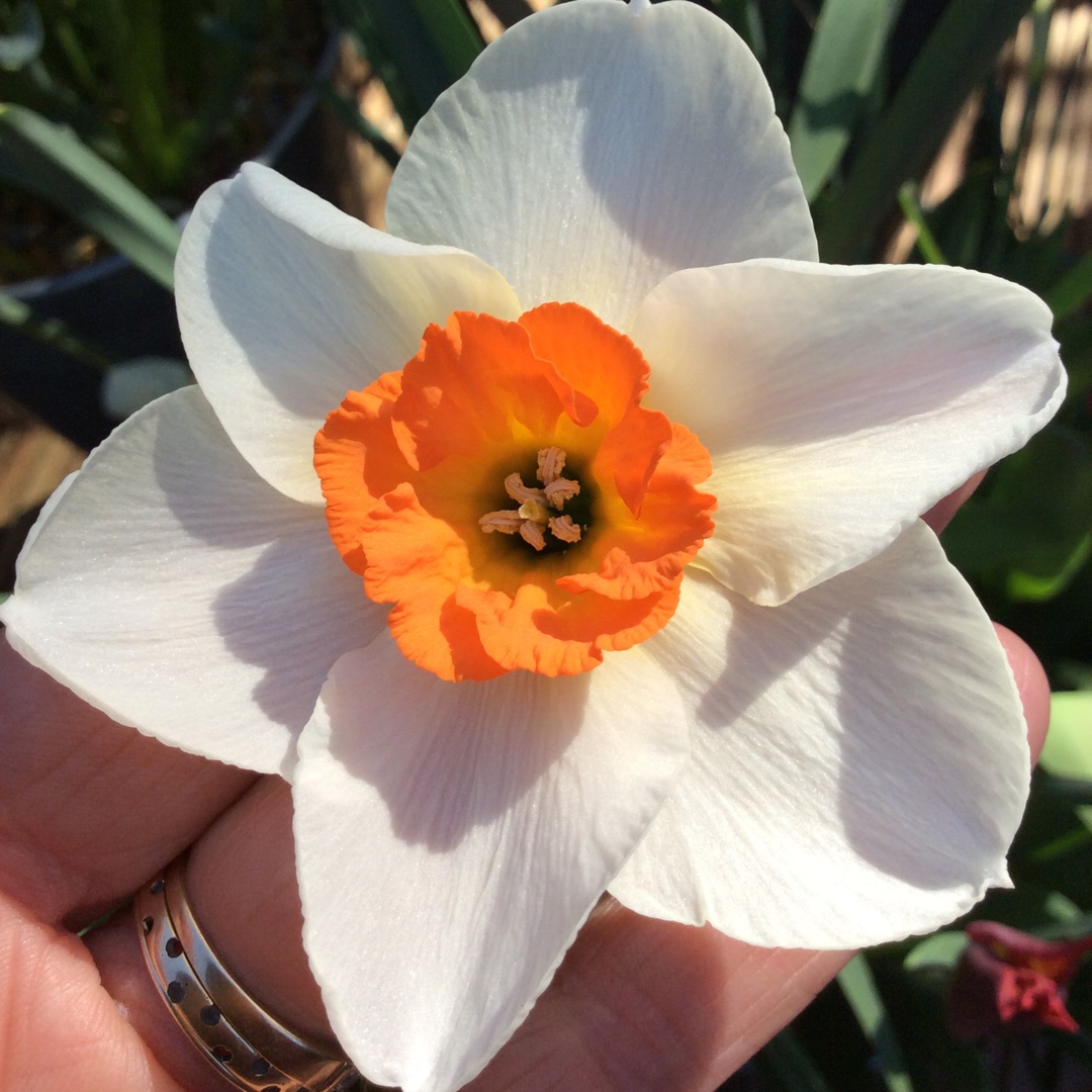 Daffodil Professor Einstein (Large-cupped) in the GardenTags plant encyclopedia