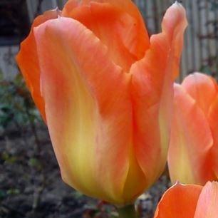 Tulip Orange Emperor (Fosteriana) in the GardenTags plant encyclopedia