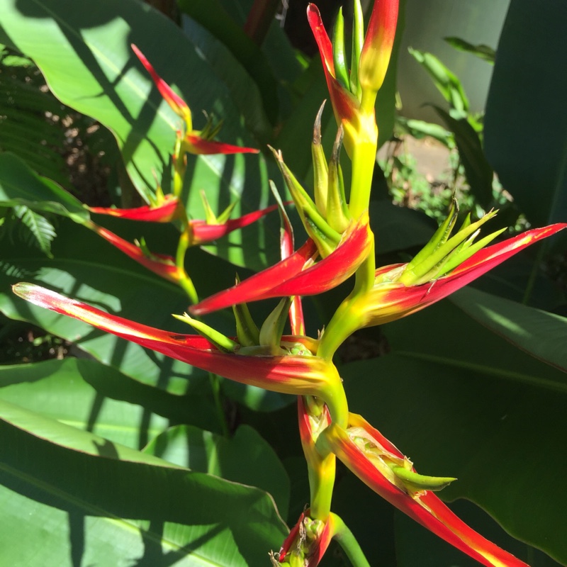 False bird-of-paradise Petersen in the GardenTags plant encyclopedia