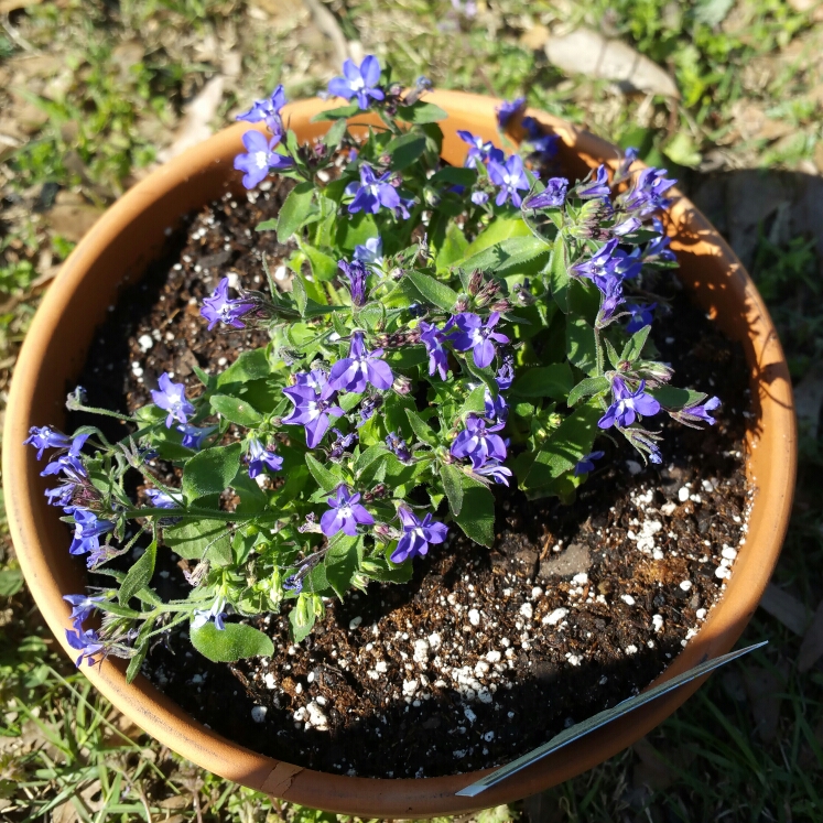 Lobelia Magadi Compact Blue in the GardenTags plant encyclopedia