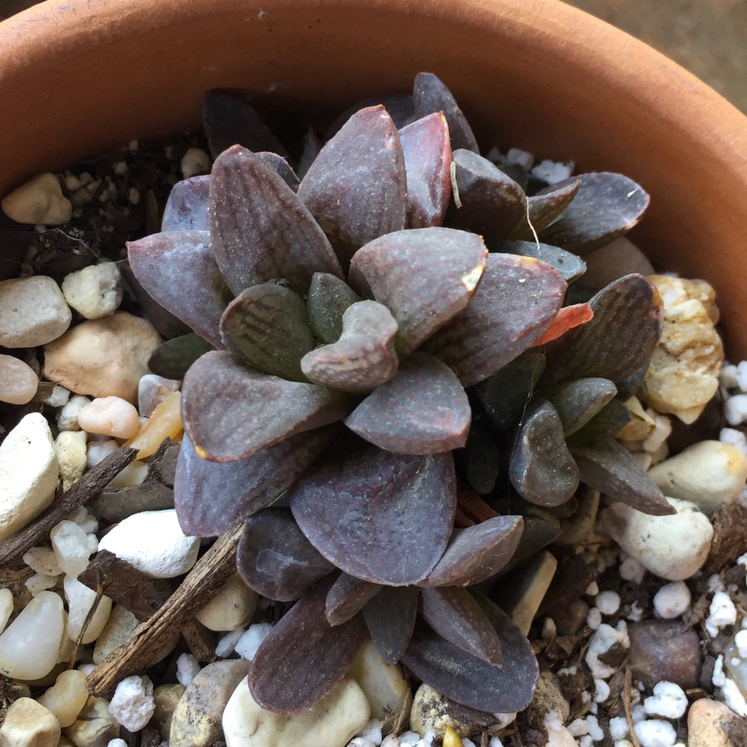 Haworthia Platbos in the GardenTags plant encyclopedia