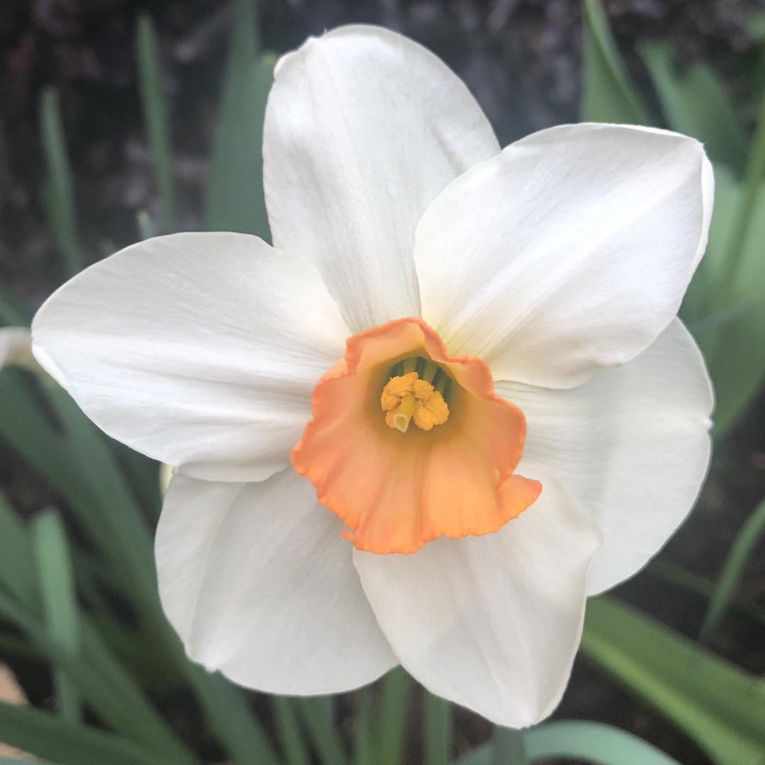 Daffodil Sophie Girl (Large-cupped) in the GardenTags plant encyclopedia