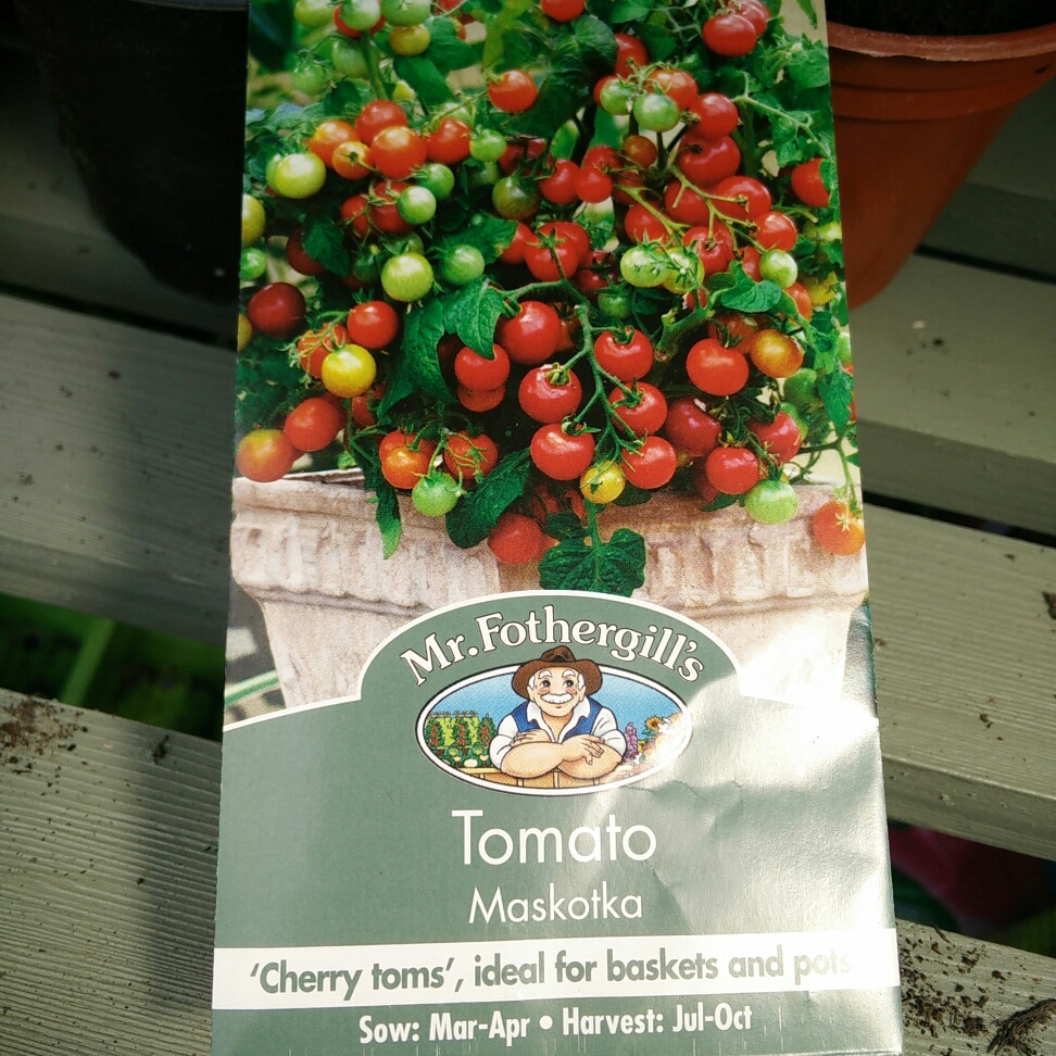 Cherry Tomato Maskotka in the GardenTags plant encyclopedia