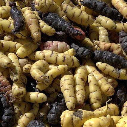 Oca in the GardenTags plant encyclopedia