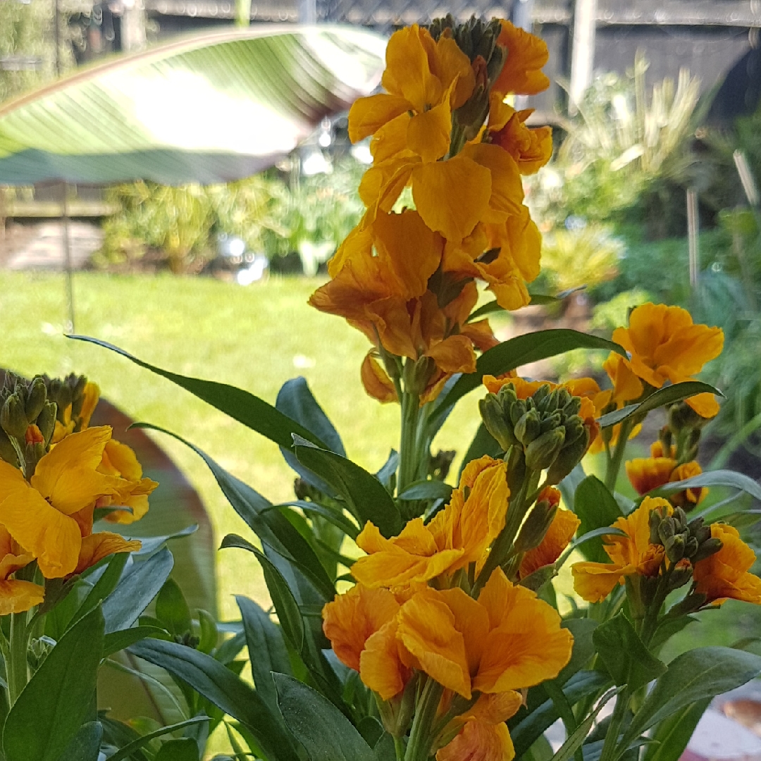 Wallflower Sunset Orange in the GardenTags plant encyclopedia