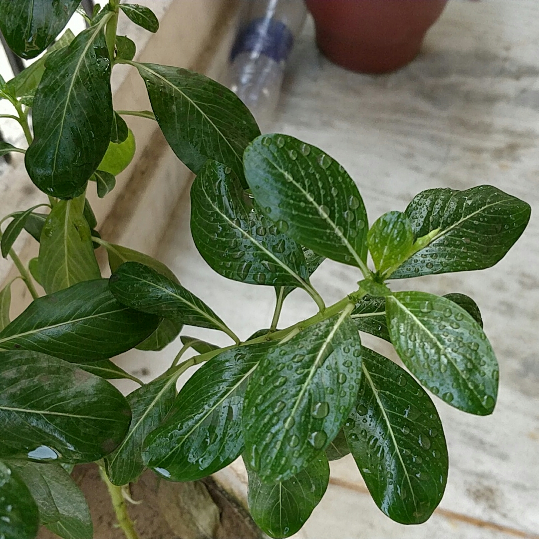 Lesser Periwinkle Bowles Purple in the GardenTags plant encyclopedia