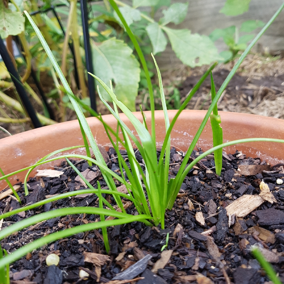 Star Of Bethlehem White Princess in the GardenTags plant encyclopedia