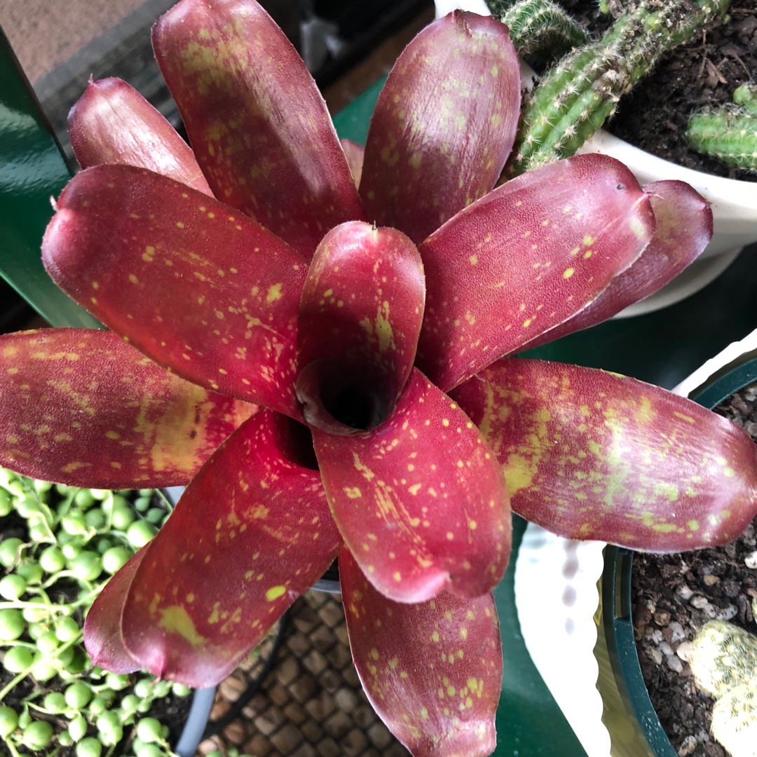 Hybrid Neoregelia in the GardenTags plant encyclopedia