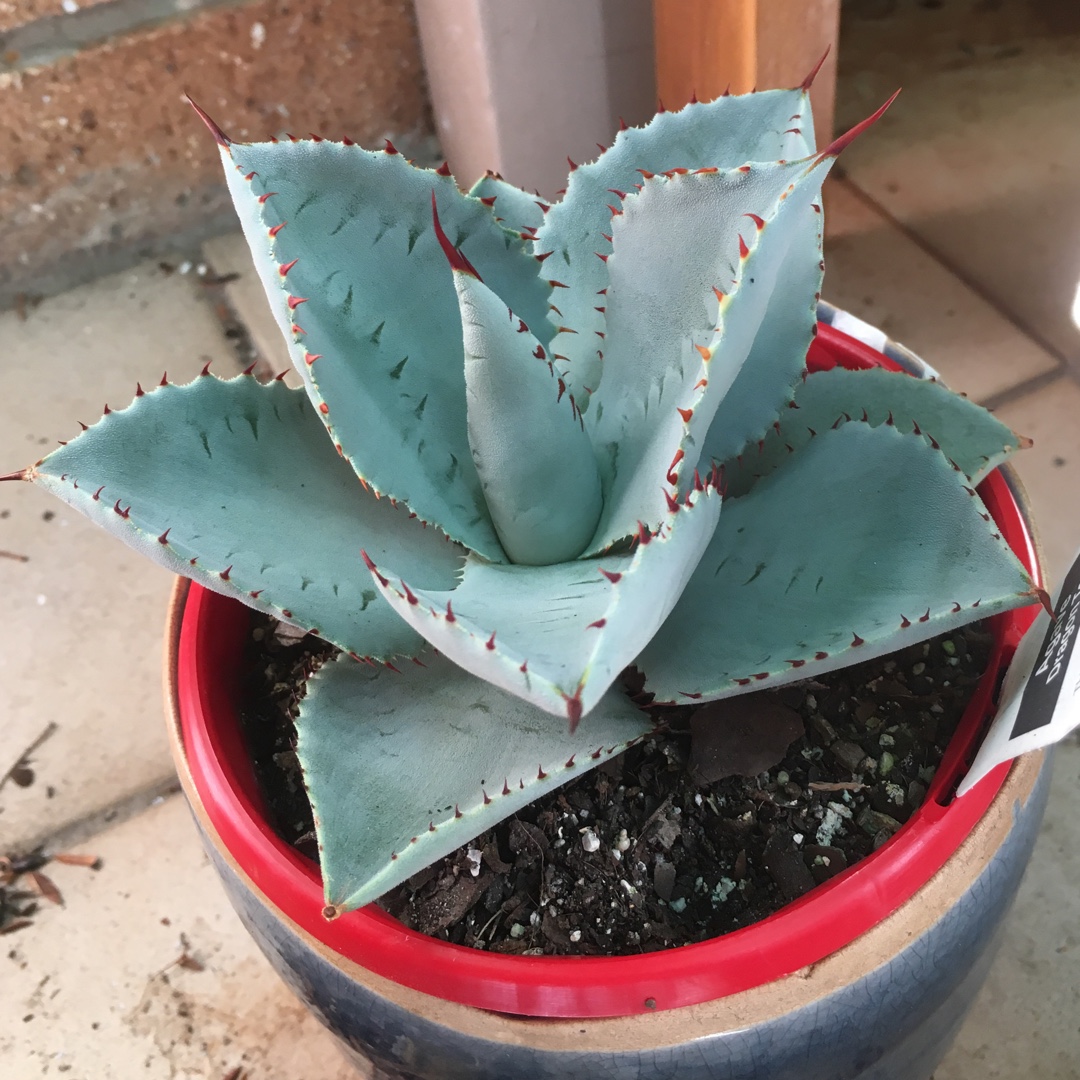 Dragon Toes in the GardenTags plant encyclopedia