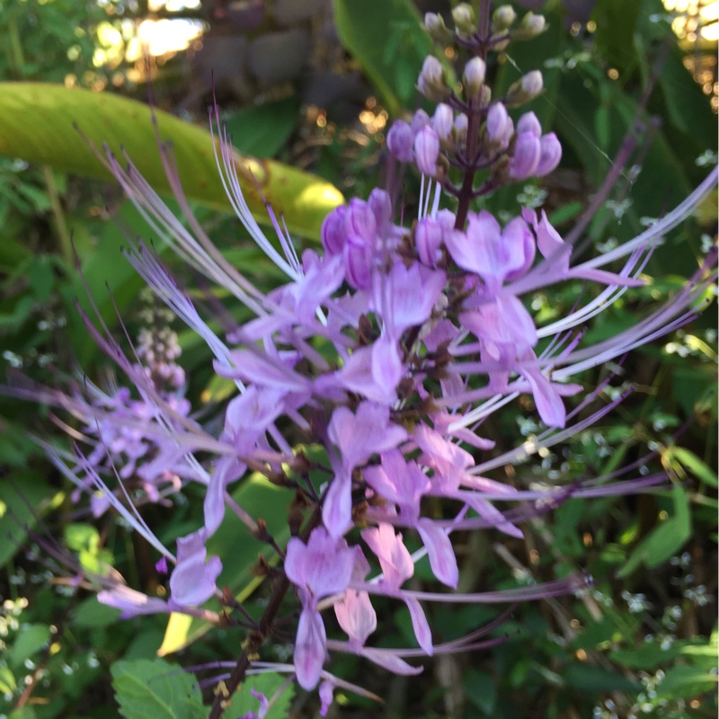 Cats whiskers in the GardenTags plant encyclopedia