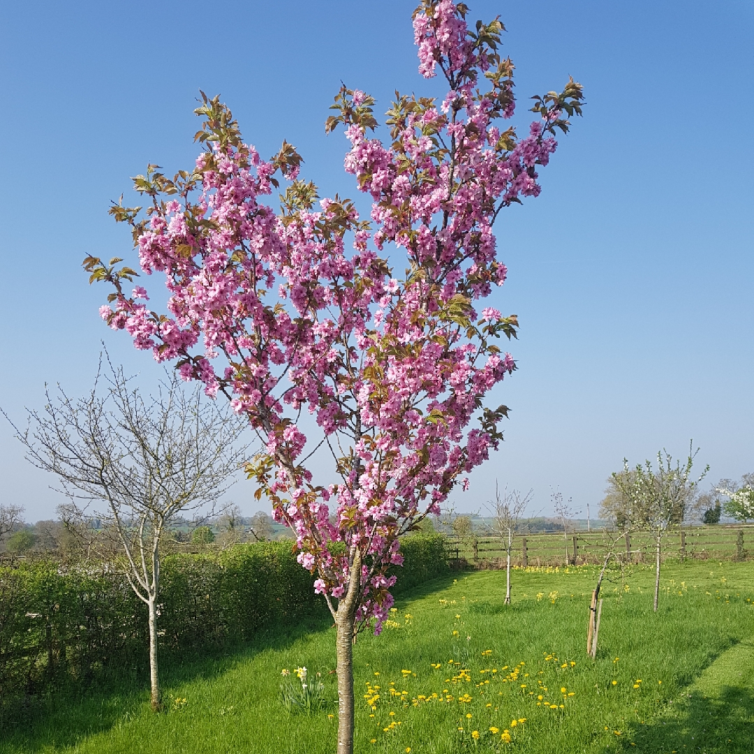 Ornamental Cherry Beni-Yutaka in the GardenTags plant encyclopedia