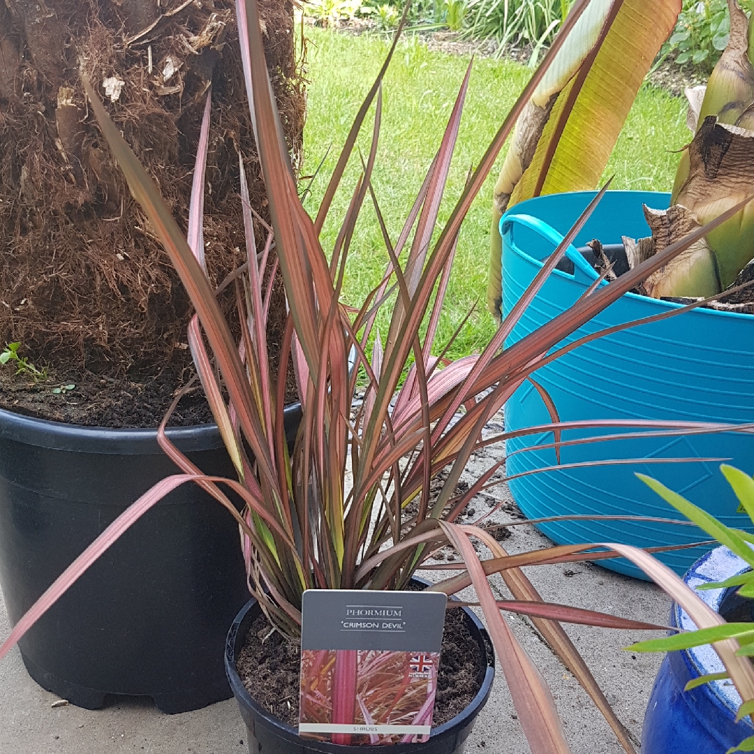 New Zealand Flax Crimson Devil in the GardenTags plant encyclopedia