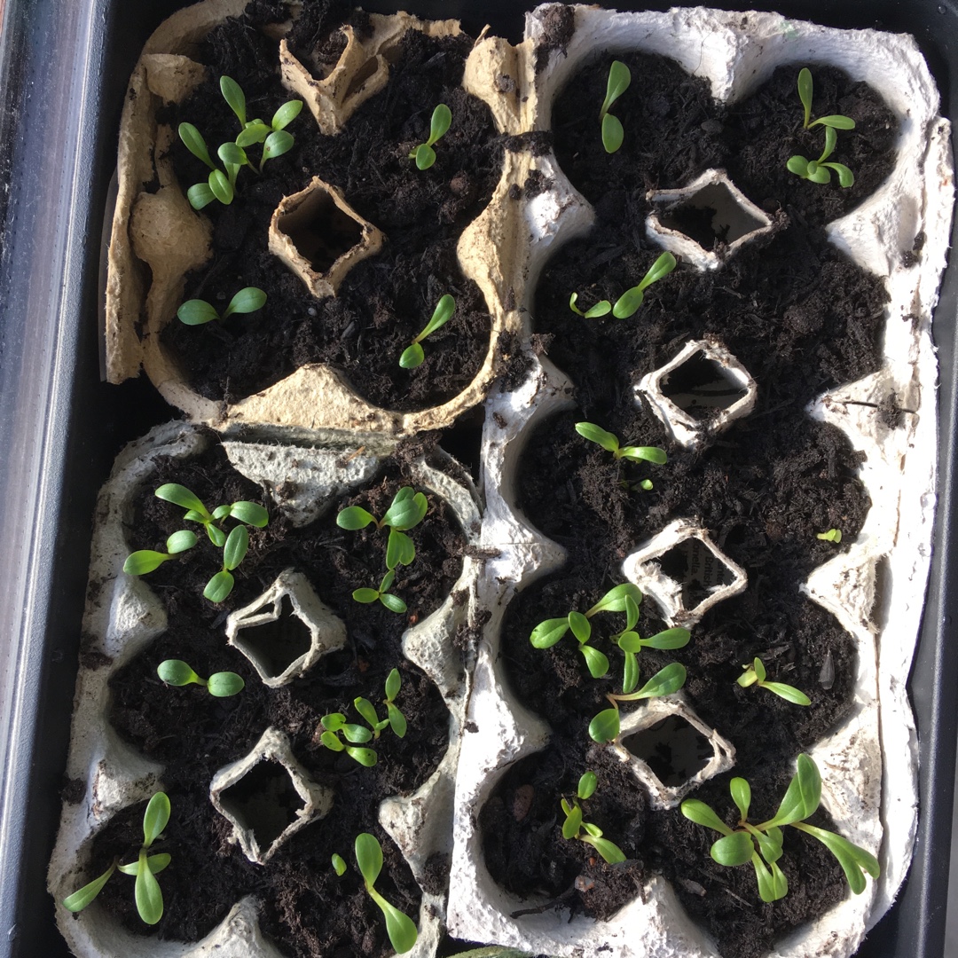 Dahlia Bishops Children (Single-flowered) in the GardenTags plant encyclopedia