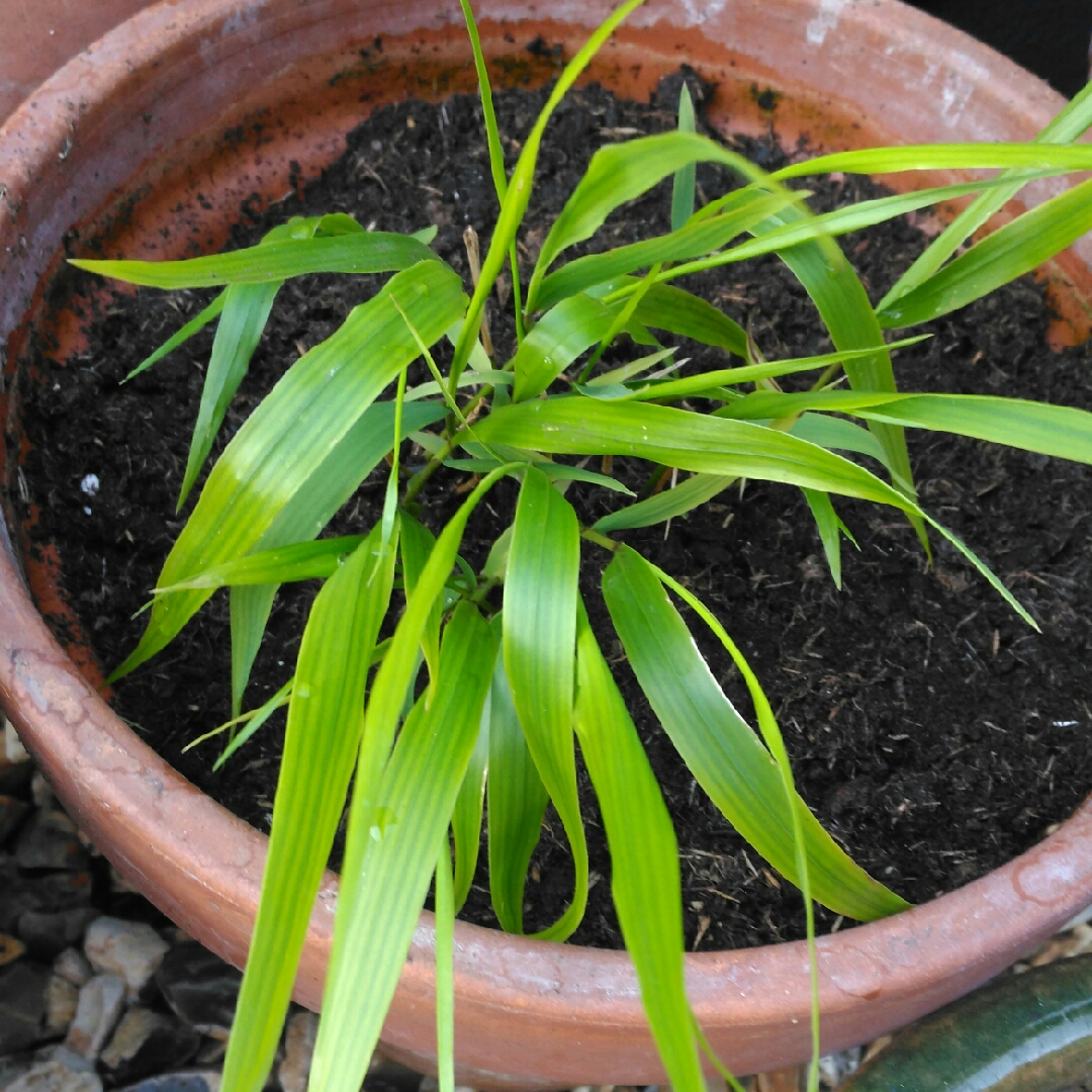 Japanese Forest Grass SunFlare in the GardenTags plant encyclopedia