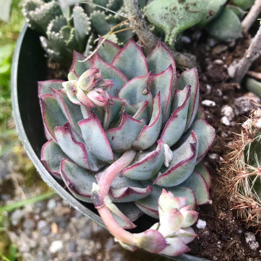 Echeveria Esther in the GardenTags plant encyclopedia