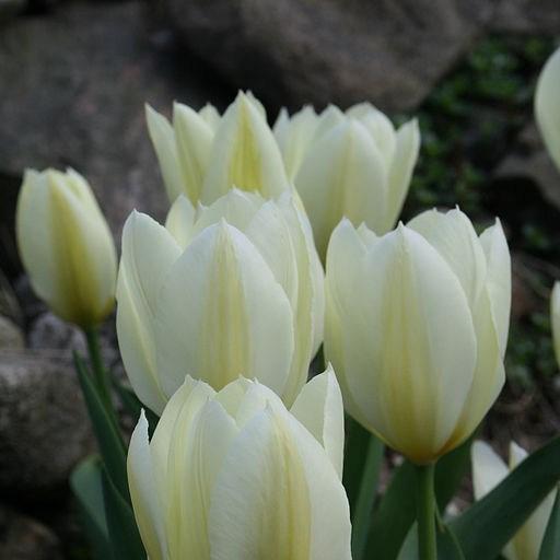 Tulip Purissima (Fosteriana) in the GardenTags plant encyclopedia