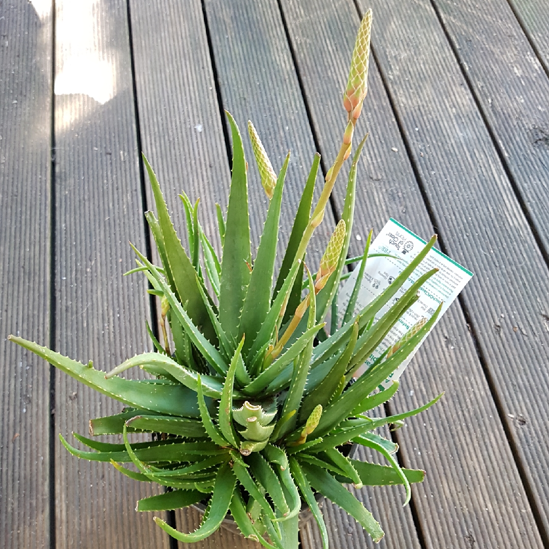 Aloe Porcupine in the GardenTags plant encyclopedia