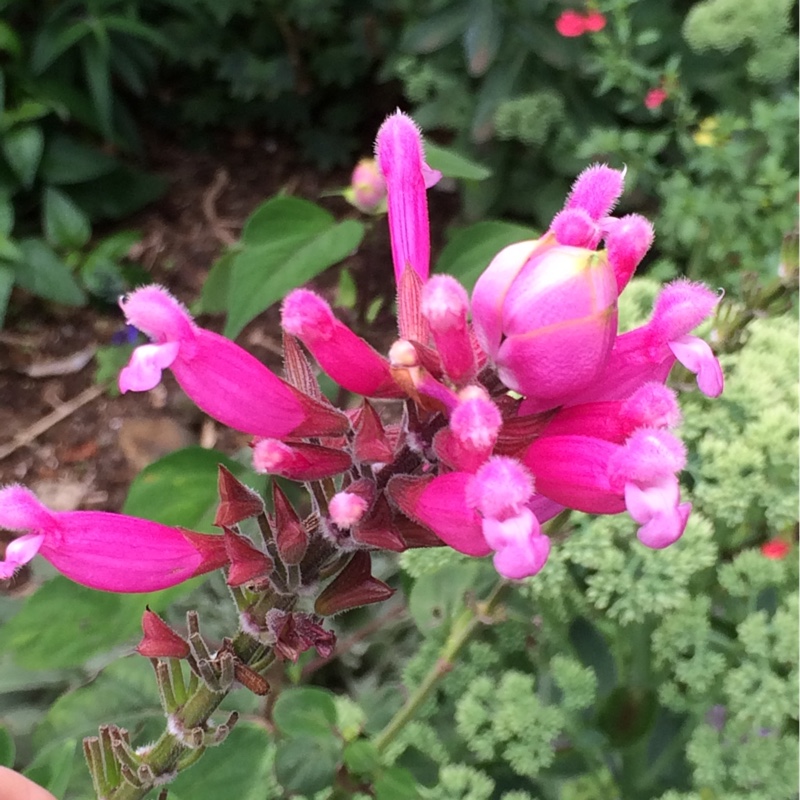 Salvia Bethellii in the GardenTags plant encyclopedia