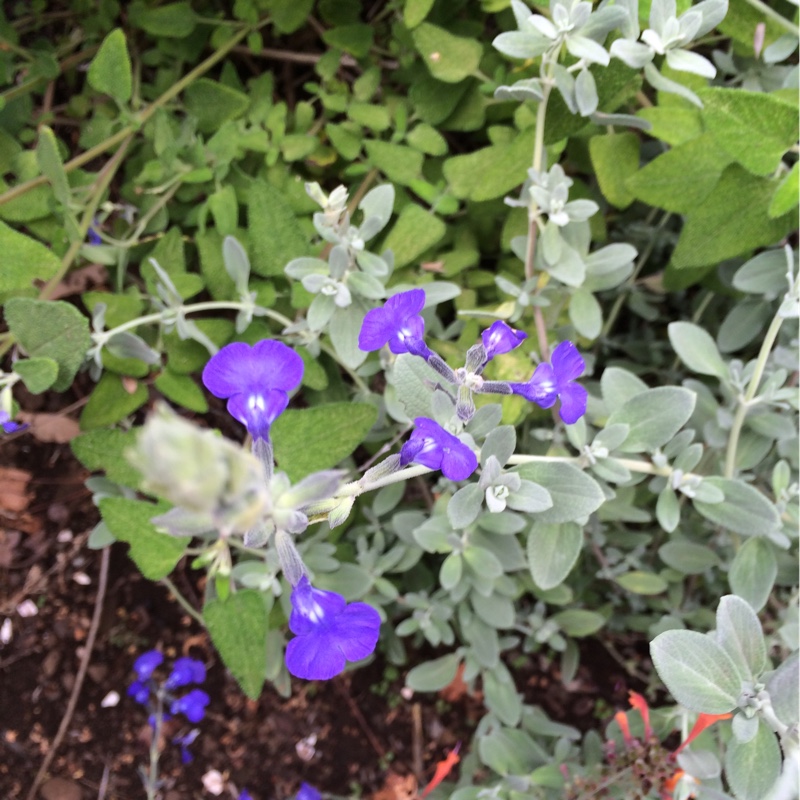 Germander Sage in the GardenTags plant encyclopedia