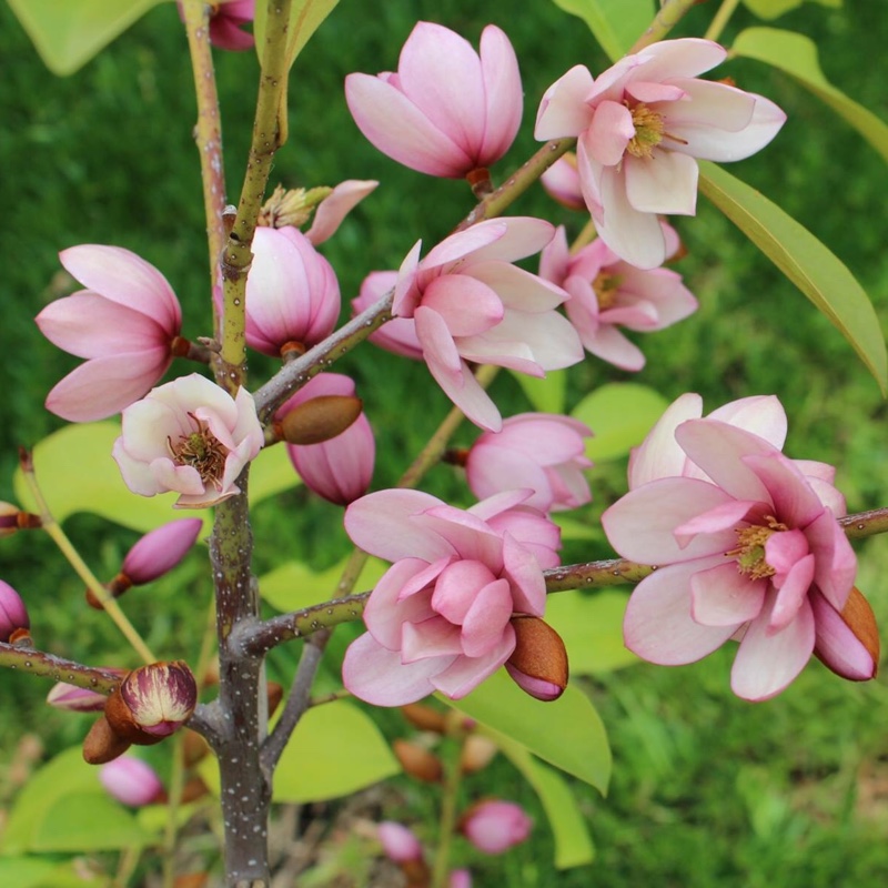 Michelia Fairy Blush in the GardenTags plant encyclopedia