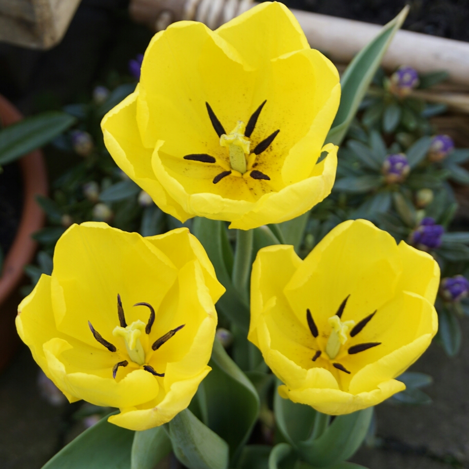 Tulip Kikomachi (Triumph) in the GardenTags plant encyclopedia