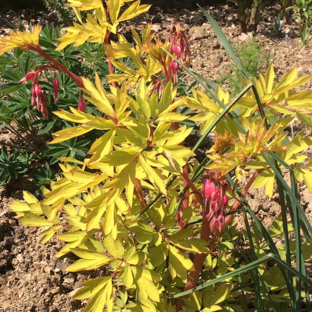 Bleedingheart Gold Heart in the GardenTags plant encyclopedia