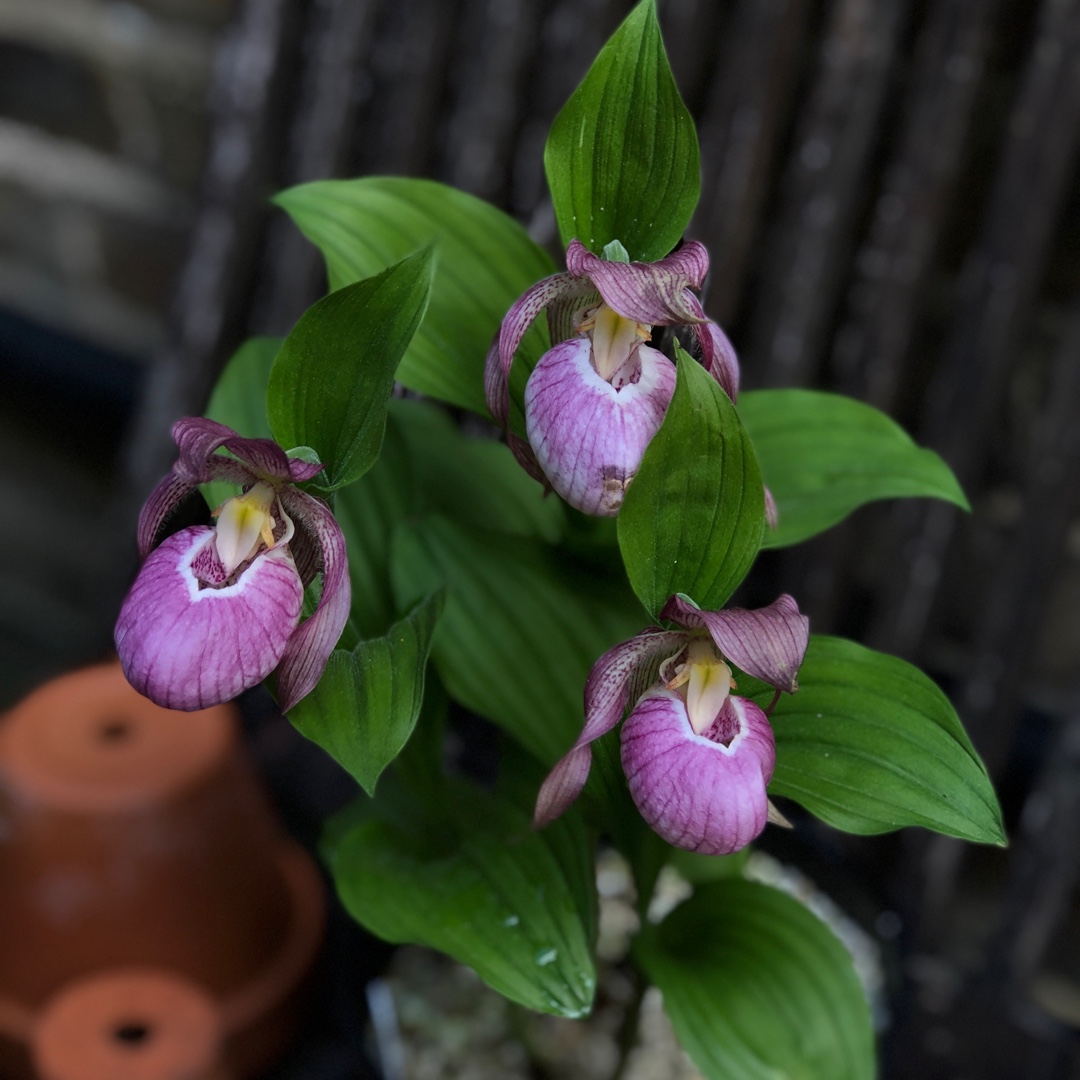 Cypripedium deals