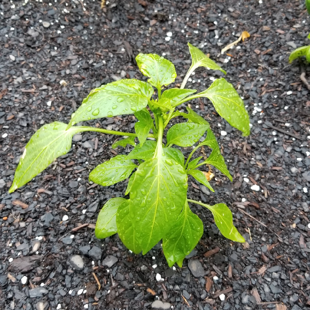 Sweet Pepper Lunchbox Red in the GardenTags plant encyclopedia