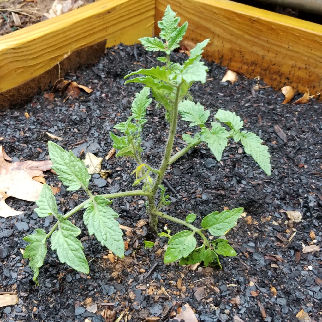 Solanum lycopersicum 'Little Napoli', Tomato 'Little Napoli' (Plum ...