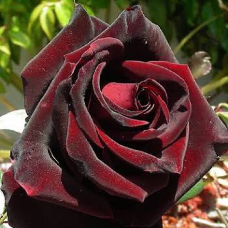 Rose Black Velvet in the GardenTags plant encyclopedia