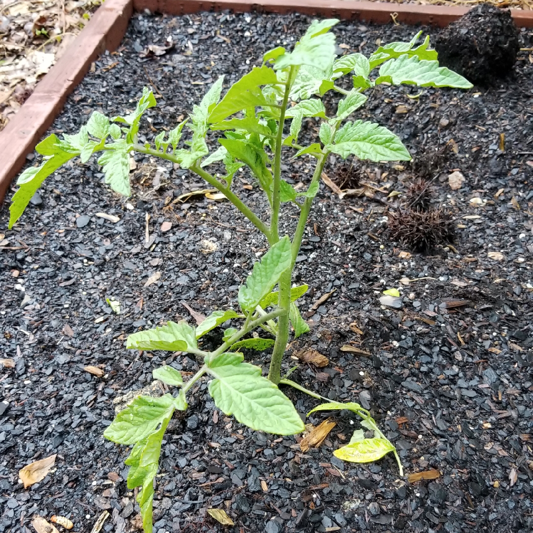 Tomato Early Girl 50 Day Hybrid in the GardenTags plant encyclopedia